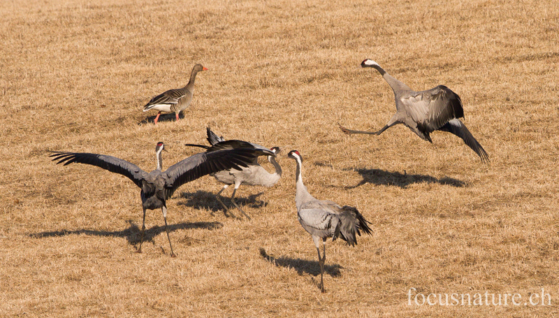 Grue 5661.jpg - Grue cendrée, Grus Grus, Common Crane - Parade au Hornborgasjon (Suède) Avril 2013